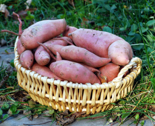 swwet potato basket 2