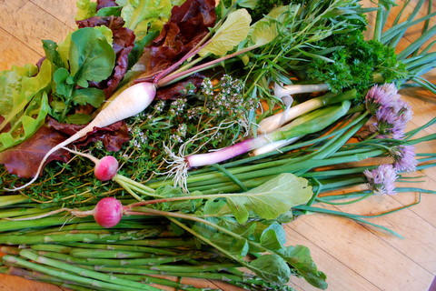 salad makings from the garden
